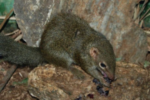 Obična tupaya. Život životinje sličan proteinu Obična tupaya. Život životinje sličan proteinu